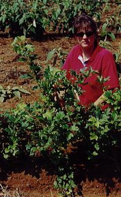VIBURNUM opulus, Highbush Cranberry