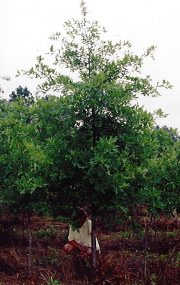 QUERCUS palustris, Pin Oak