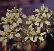 AMELANCHIER canadensis, Shadblow Service Berry